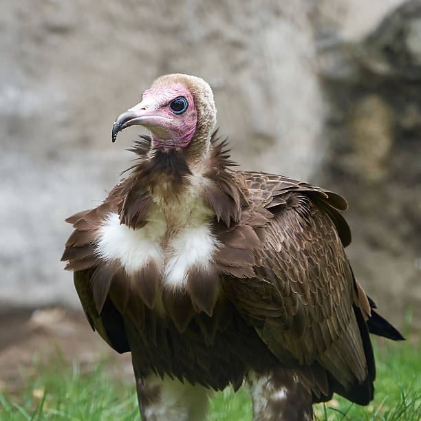 istock Hooded vulture (Necrosyrtes monachus) 483063212