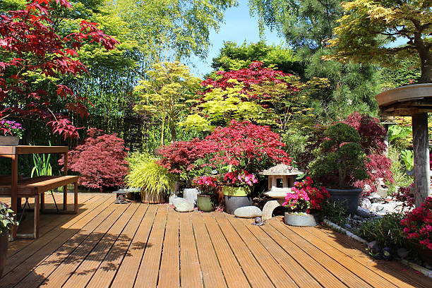 Photo showing some wooden decking stained a teak brown colour, with a group of potted Japanese maples (small acer palmatum trees).  These include varieties such as atropurpureum, bloodgood, deshojo and garnet, amongst others.