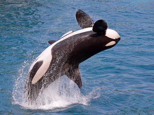 Transient Orca Whale Breach (T065A2), Cowichan Bay, Vancouver Island, British Columbia, Canada