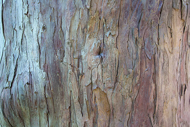 istock Photo light colour bark of a tree 483066696