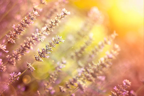 istock Beautiful lavenders 483067180