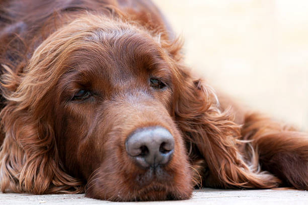 Lazy dog resting Beautiful lazy Irish Setter lying on the ground irish red and white setter stock pictures, royalty-free photos & images