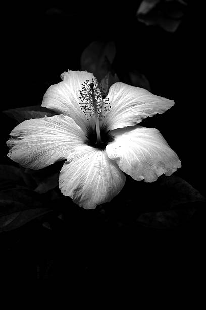 istock White Flower In The Dark 483067726