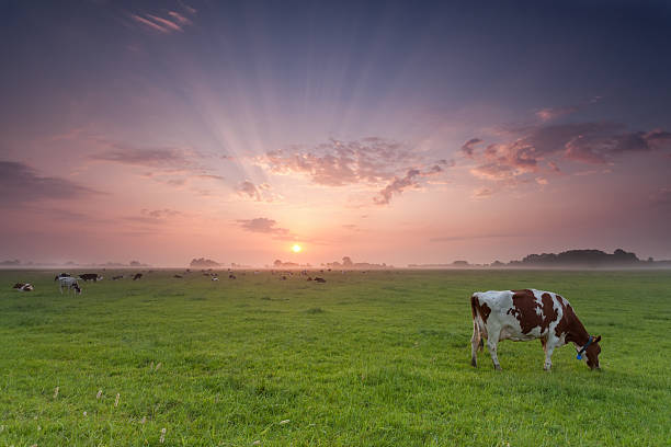istock cow grazing on pasture at sunrise 483068106