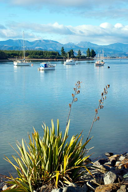 Mapua Estuary, Nelson, NZ Looking up the Mapua Estuary, Nelson, New Zealand. The focus is on the tree at the front, in soft focus the boats gently bob, the view stretching to the distant Richmond Ranges. nelson city new zealand stock pictures, royalty-free photos & images