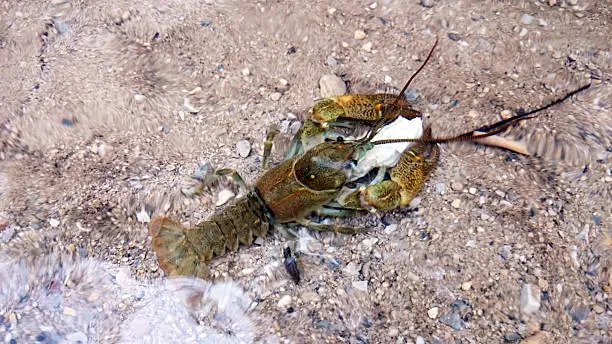 Photo of Crayfish in the water