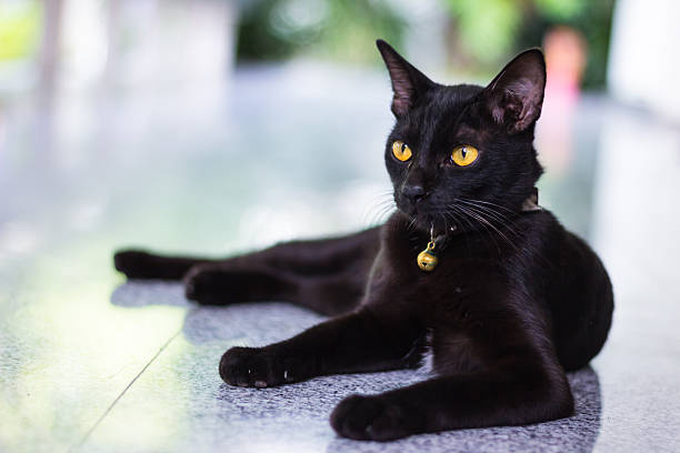Black male cat show interest at photo camera