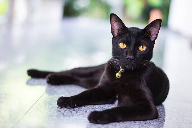 istock Black male cat show interest at photo camera 483068802
