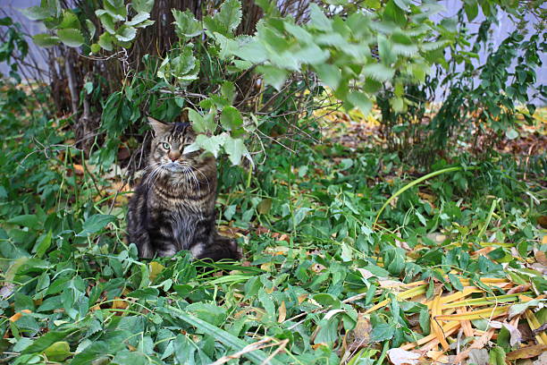 Big maine coon cat under tree in the autumn forest Big maine coon cat under the tree in autumn forest. short haired maine coon stock pictures, royalty-free photos & images