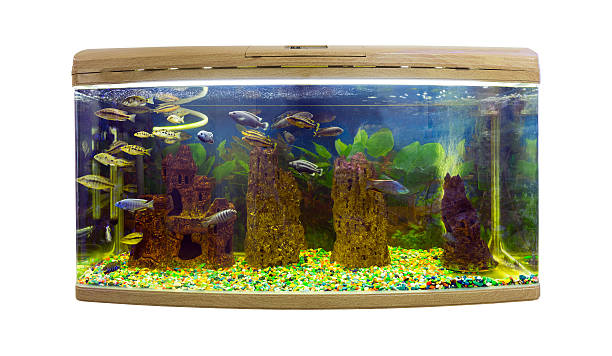 istock Beautiful semi-circular aquarium with tropical fish on a white background 483068960