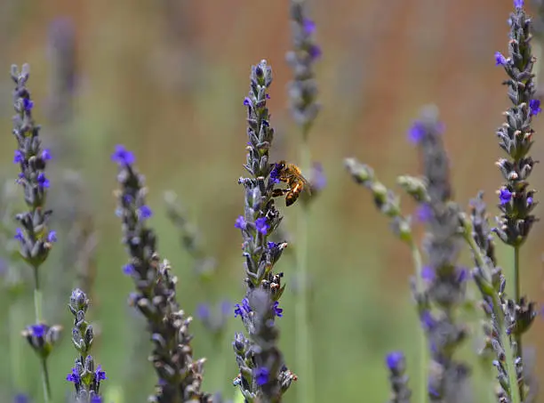 Lavender is one of the most popular garden plants among bees.