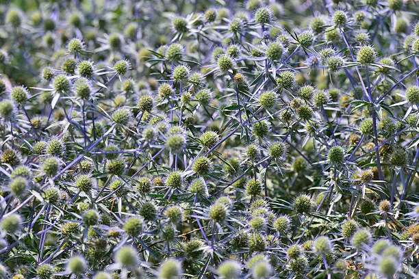 Mistflower (Aster Family)