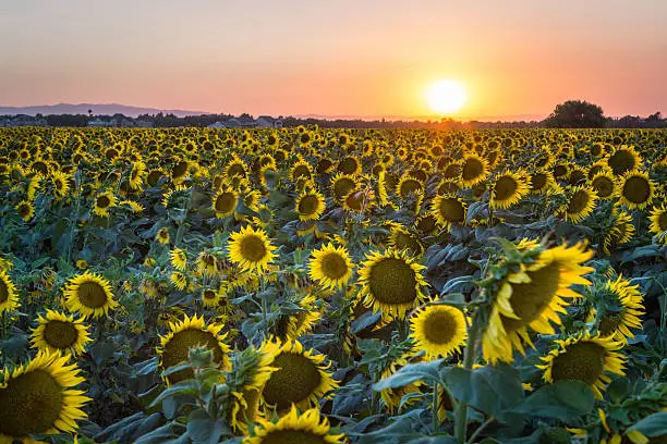 A single exposure shot of the setting summer sun over a field of sunflowers in Davis.