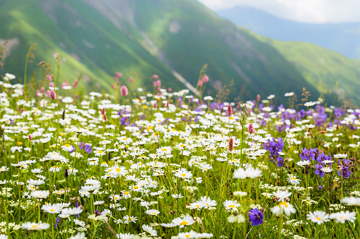 Beautiful alpine meadow in the Caucasus mountains. Upper Svaneti. Georgia