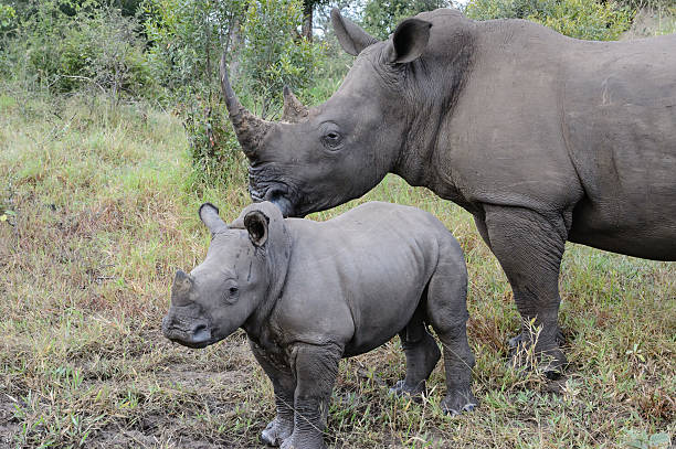istock Rhino with male calf 483073087