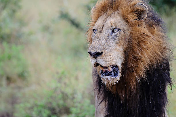 istock Lion male with drooling mouth 483073851