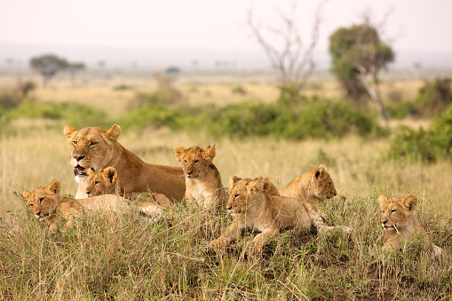 A group of lion cubs with their mother in Kenya