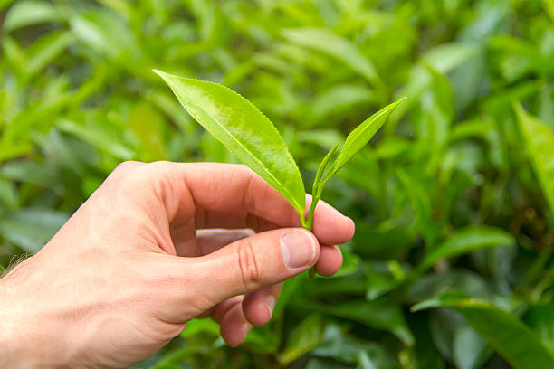 belo chá verde e folhas frescas - tea pickers imagens e fotografias de stock