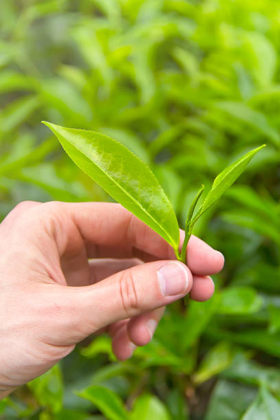 istock Beautiful and fresh green tea leaves 483074578