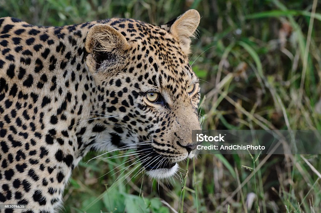 Leopard close up Close up of leopard head and shoulders moving from right to left Africa Stock Photo