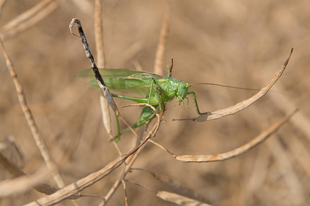 istock Grashopper in a dry colza field 483074716
