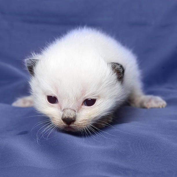 ragdoll kitten 3 weeks old stock photo