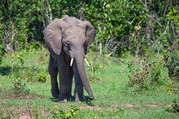 Cub of African elephant ( Loxodonta africana ) is walking in Masai-Mara national park