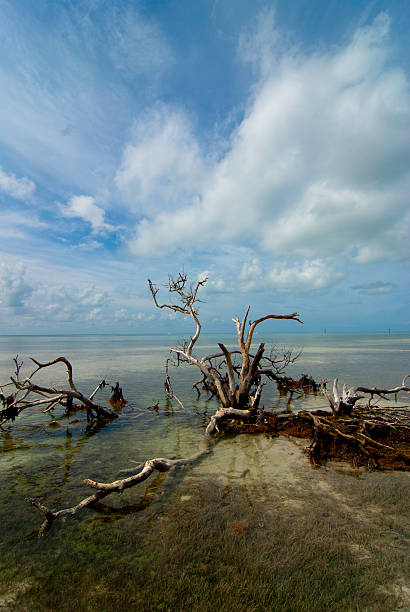 istock driftwood in shallow water 483075371