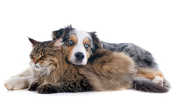 dog and cat australian shepherd and maine coon cat in front of white background australian shepherd stock pictures, royalty-free photos & images