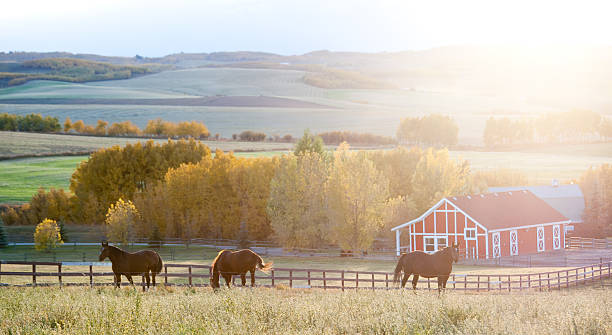 Red Barn and Horses on the Prairie A beautiful red barn on the prairie in fall with three dark horses. horse barn stock pictures, royalty-free photos & images