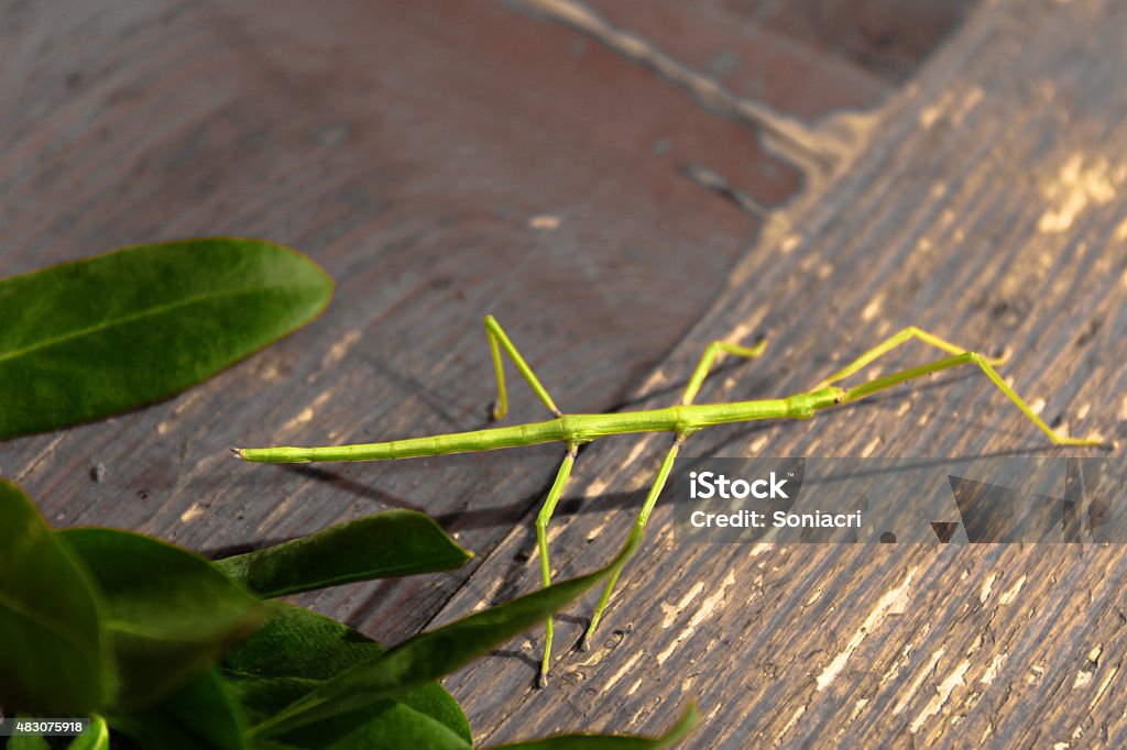 Stick Insect Background Insect Stick Stock Photo - Download Image Now - Spain, Stick Insect ...