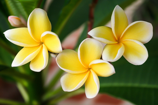 Tropical frangipani flowers