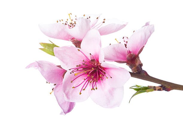 istock Peach flowers isolated on a white background 483076108