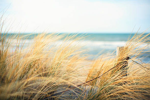 Day at the Ocean Day at the Sea.  marram grass photos stock pictures, royalty-free photos & images