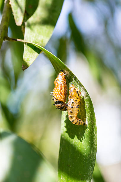 istock cocoon and the empty chrysalis of butterfly 483076395