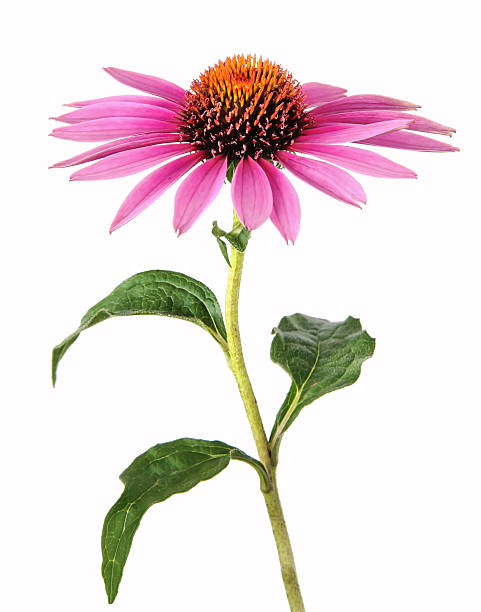 에키나세아 for 동종요법을 해본다 - alternative medicine herbal medicine echinacea herb 뉴스 사진 이미지