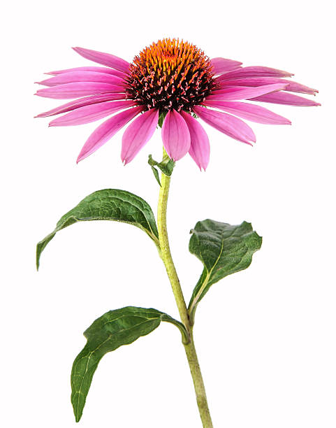 echinacea para homeopathy - purple single flower flower photography - fotografias e filmes do acervo