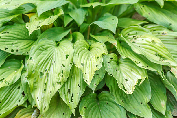 istock leaves eaten by slugs 483076657