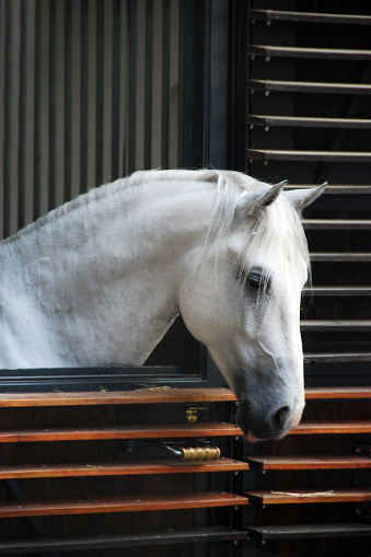 White Lippizan Horse Stallion at \