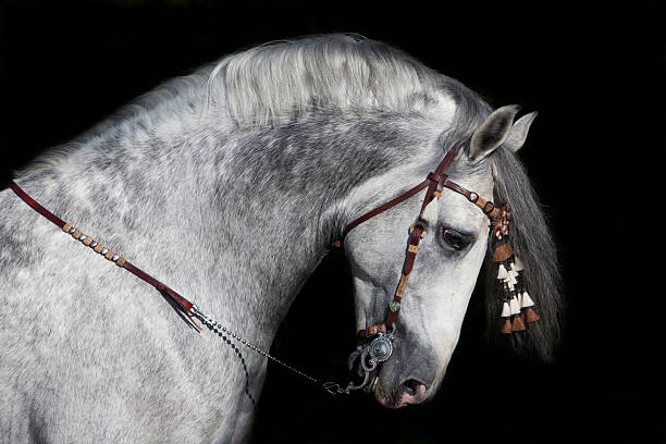 Stallion Horse Andalusian BW Dressage Black Background stock photo