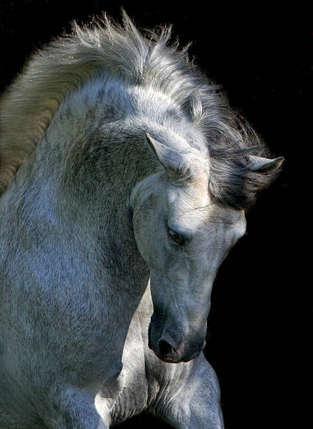 Stallion Horse Andalusian BW Dressage Black Background stock photo