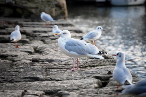 Group of Herring Gull waiting for fish.