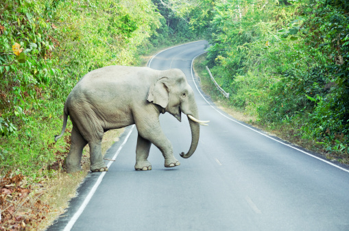 Elephant walking on the street.