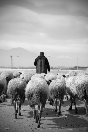 Herdsman and his sheeps.(Focus is on the sheeps)