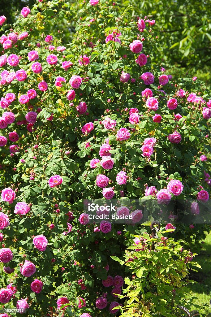 Climbing rose - Lizenzfrei Blume Stock-Foto