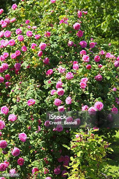 Climbing Rose Stockfoto und mehr Bilder von Blume - Blume, Blütenblatt, Einzelne Blume