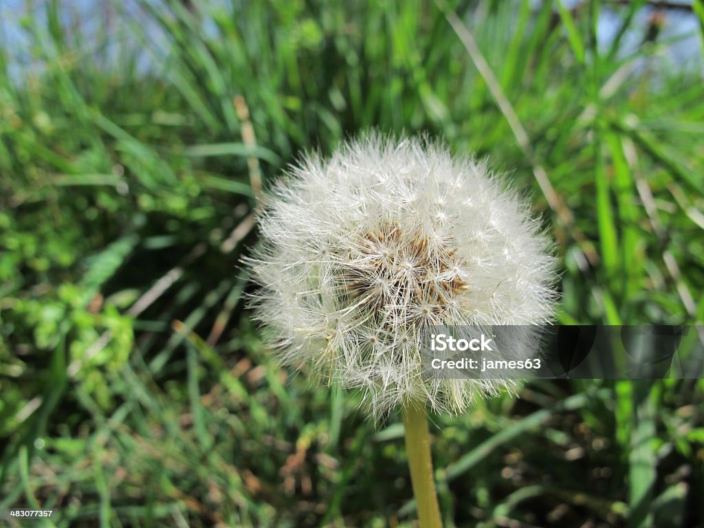 dandelion flower in the field Blowing Stock Photo