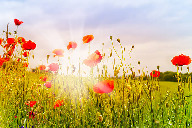 istock Red poppy flowers and sunbeams 483077619