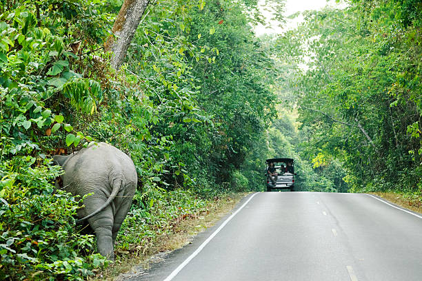 istock Safari, Elephant On The Street 483078051