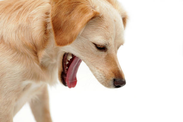 Dog making a face as if vomiting stock photo